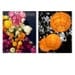Photo set ranunculus flowers orange paper lanterns pink yellow white magenta 8x10