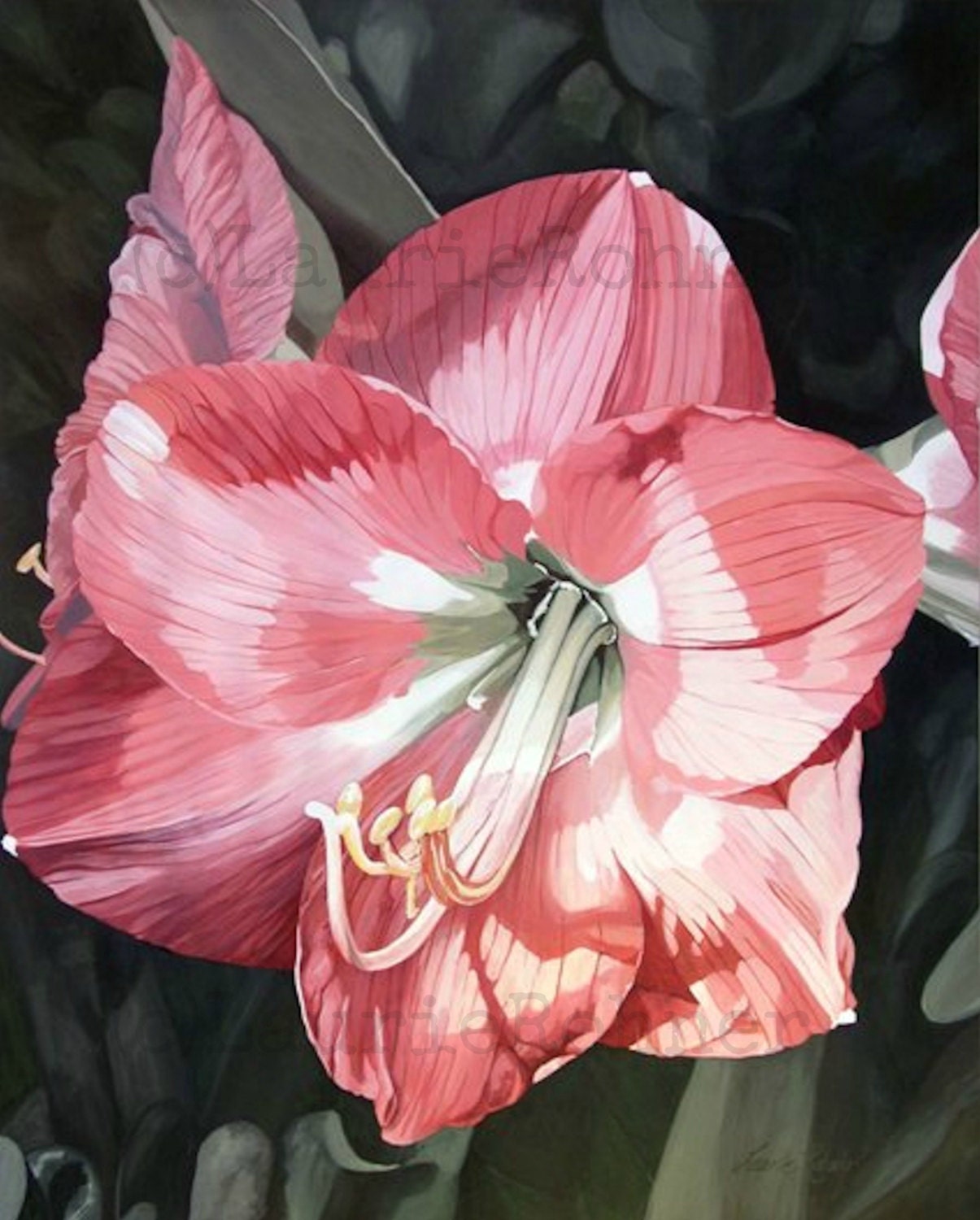Original Watercolor Painting Large Botanical Garden Flower Pink Amaryllis by Laurie Rohner