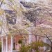 Travel Photography -  Dogwoods and Pink House, Madison, Georgia, Southern Spring, Wall Decor