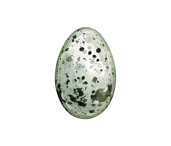 Razorbill Egg Watercolor Painting Print