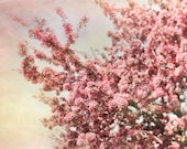 Spring Cherry Blossoms, pastel decor for a nursery, fairy tale, wall art, pink woodland garden, yellow, Wonderland theme, 8x10