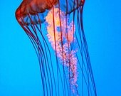 Orange Jellyfish - Photo Print - 8"x10"