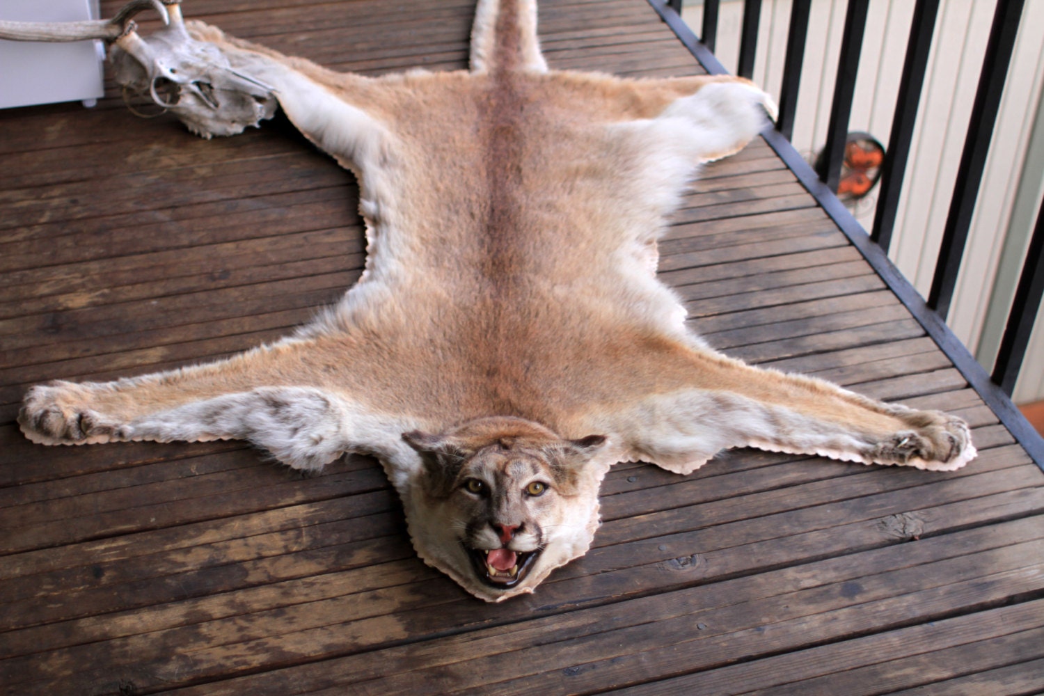 RESERVED - Vintage Taxidermy Cougar Skin Rug