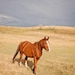 Standing Alone Horse Landscape Photograph, Color Horse Wall Art, Western Country Photography