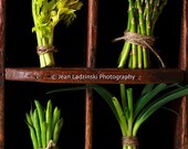 Eat Your Greens - Green Vegetables - 16x20 Print - Home Decor - Bean, onion, celery, asparagus - Rustic - Kitchen Decor - Natural Tones
