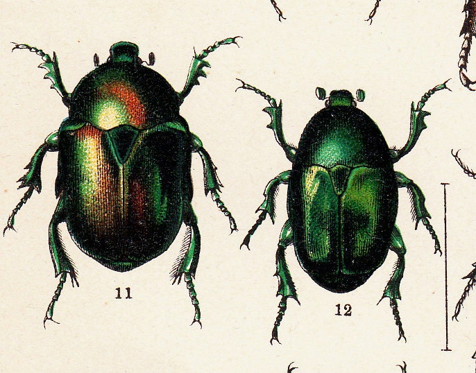 1869 Antique  BEETLE engraving, different species of BEETLES. Insects. Entomology. 120 years old nice print.