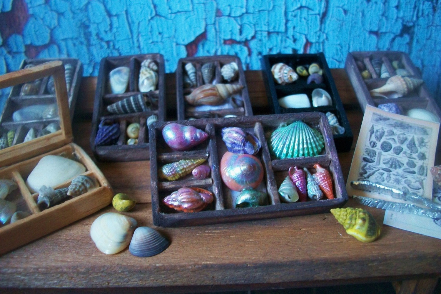 Sea Shell Specimen Tray,Miniature Dollhouse 1:12 Scale, Wood Compartment Tray with Colorful Pearlescent Tiny Shells and Prints