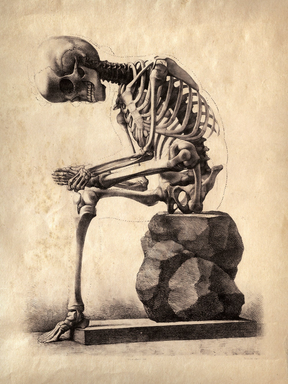 11x14 Vintage Anatomy. Sitting, hunched Skeleton. Human Body. Bones - 084