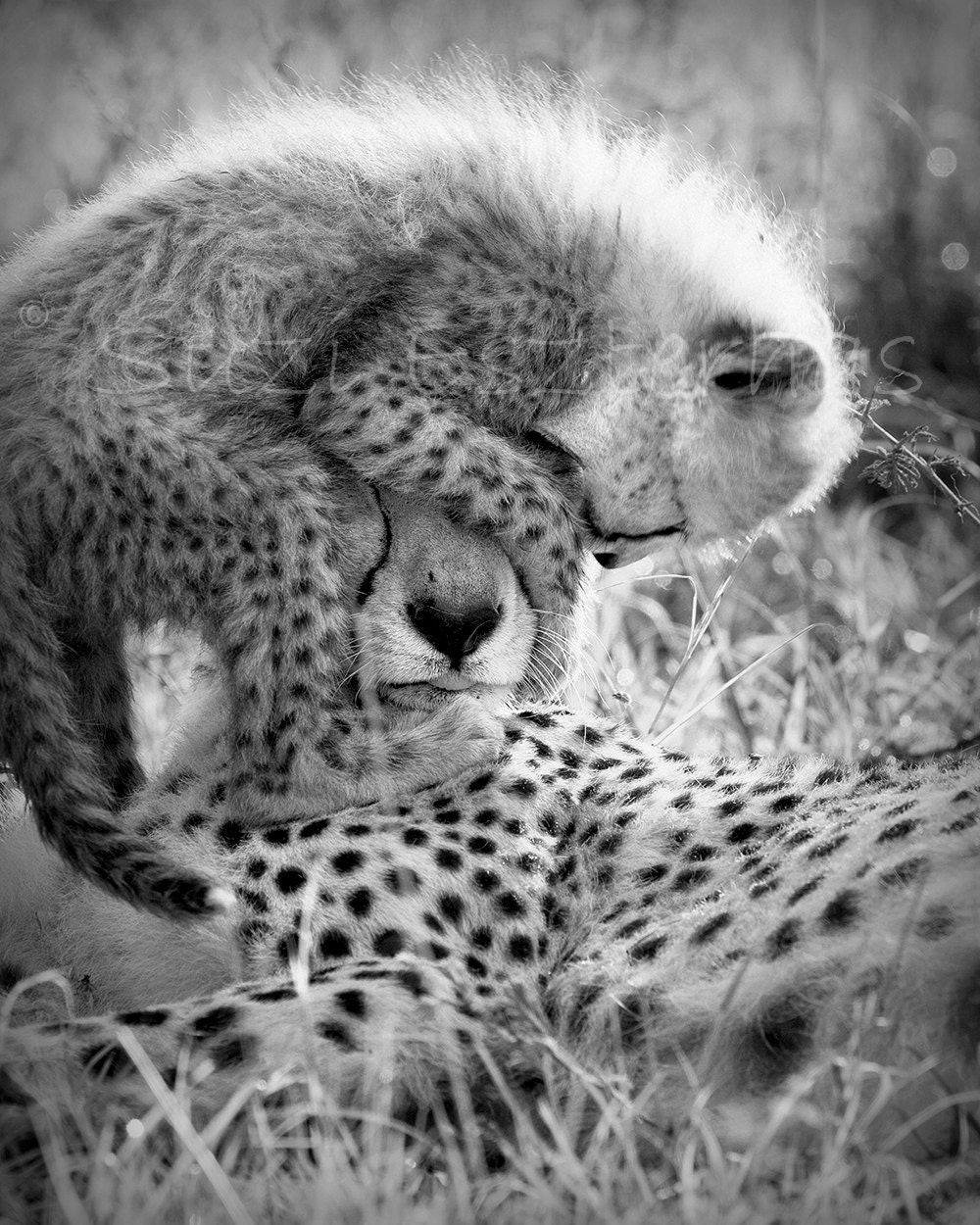 FUNNY BABY CHEETAH With Mom Photo, 8 X 10 Black and White Print, Baby Animal Photograph, Wildlife Photography,  Nursery Art, African Safari