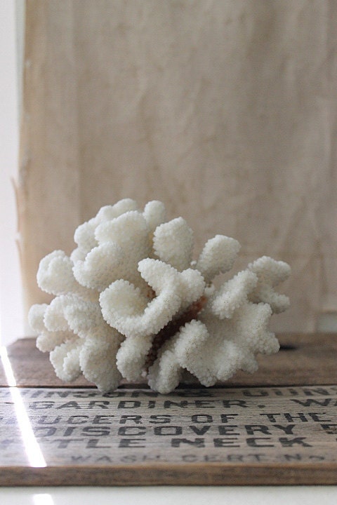 v i n t a g e coral specimen