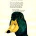 Duck - Original Watercolor Painting - on Antique Book page - 6 1/2x8inches