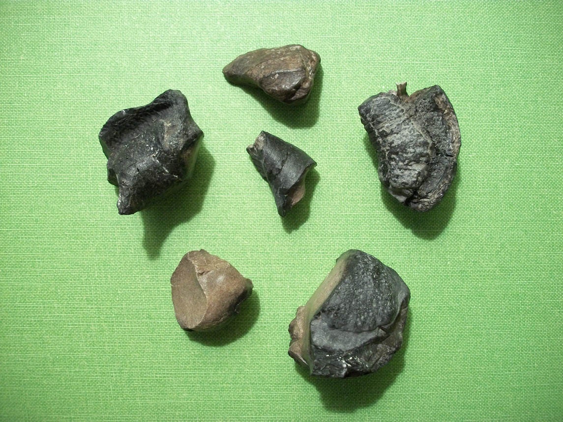 Lot of Fossilized Whale Ear Bones and Fragments