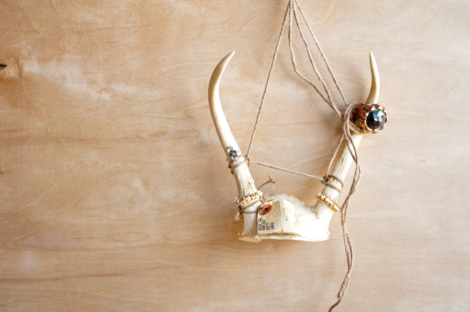 vintage deer antler sheds jewelry display