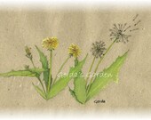 Dandelion watercolor print 5x7