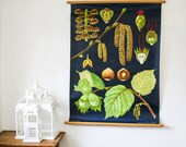 Vintage Botanical Pull Down School Chart, Hazelnut, Vintage Wall Hanging