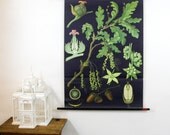 Vintage Pull Down Chart, Oak Genuine Vintage School Chart