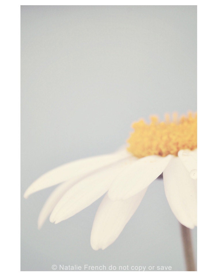 Daisy, Pastel, Summer, Shabby, Vintage, 7x5" Fine art Photography