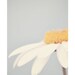 Daisy, Pastel, Summer, Shabby, Vintage, 7x5" Fine art Photography