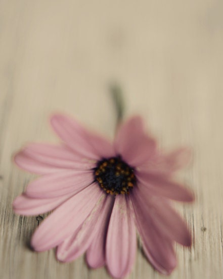 Rustic pink floral print- spring, shabby chic, cream, neutral, pale, muted colors, african daisy, nursery decor, 8x10, fine art photograph