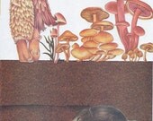 Vintage Print - Animals, Baby Decor, Nursery, Woodland Art, Wall Hanging, Mushrooms