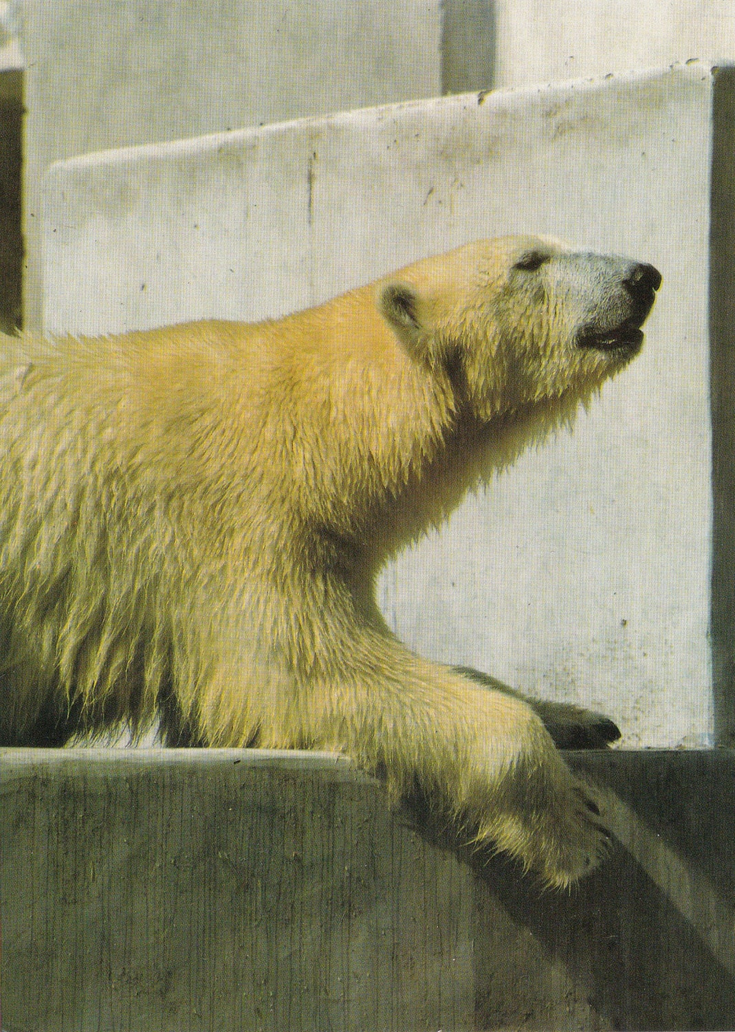 Vintage Print "Polar bear, Photo by Krob" -- 1990s