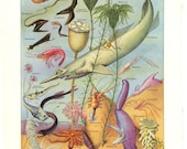 Sea Life Print  Marine Animals Plants 55 Years Old Lithograph Larousse France Natural History Illustration by Adolphe Millot