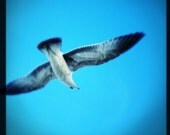 Digital Art Print - Seagull Photography - Printable Coastal Art - Digital Download - JPG - Beach Picture