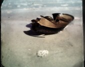 Printable Photography - Horse Shoe Crab on Beach - Black and White Photography - Digital Download - Printable Art