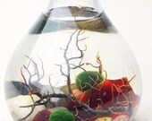 Marimo Terrarium - Japanese Moss Ball Aquarium- Teardrop Vase - Sea Fan - Red Sea Glass - Living Home Decor - Green Gift
