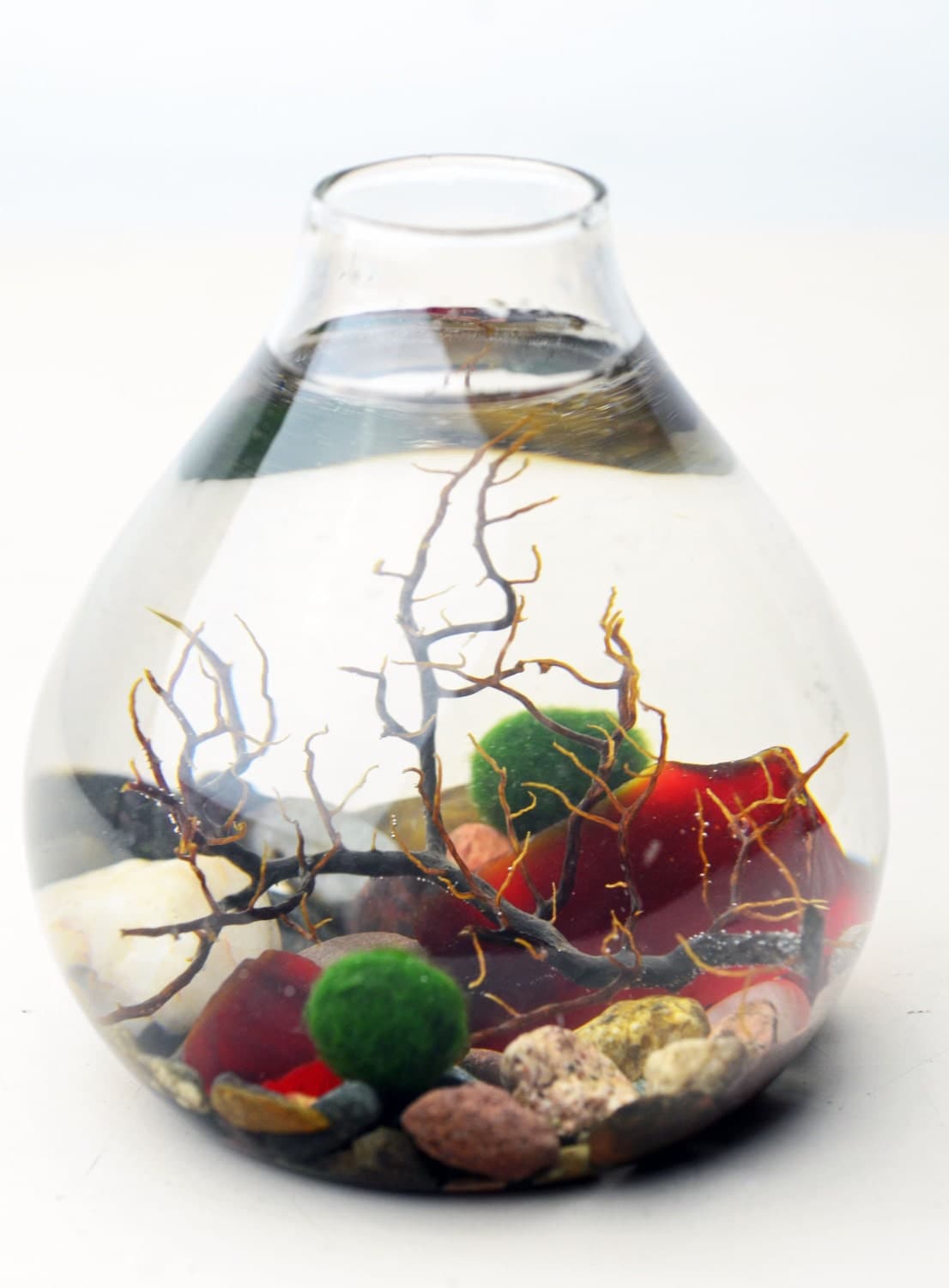 Marimo Terrarium Japanese Moss Ball Aquarium by PinkSerissa