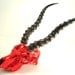 Antelope Skull Taxidermy Red Chrome Natural Horns- Unique Art Sculpture