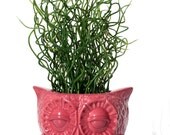 Ceramic Owl Planter From 1970s Mold, Bright Fuchsia Owl - Ready to Ship