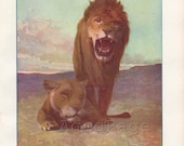 Vintage Animal Print, 1917 Art Illustration, Wall Decor, Lion
