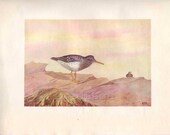 Vintage Bird Print, 1924 Art Illustration, British Shorebird Watercolor, Wall Decor, Purple Sandpiper