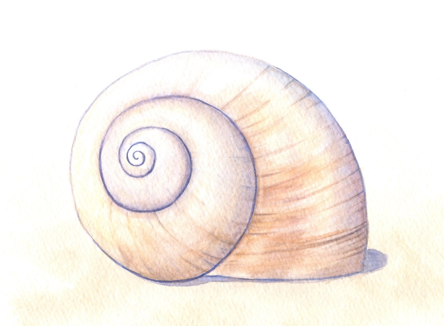 Seashell Painting, Moon Snail Shell Art, Beach House Decor, Original Watercolor Painting, Sea Shell Art, Neutral, Brown, Watercolor 8" X 10"
