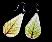 Stair Step Moss (Hylocomium splendens) aka Mountain Fern Moss Earrings