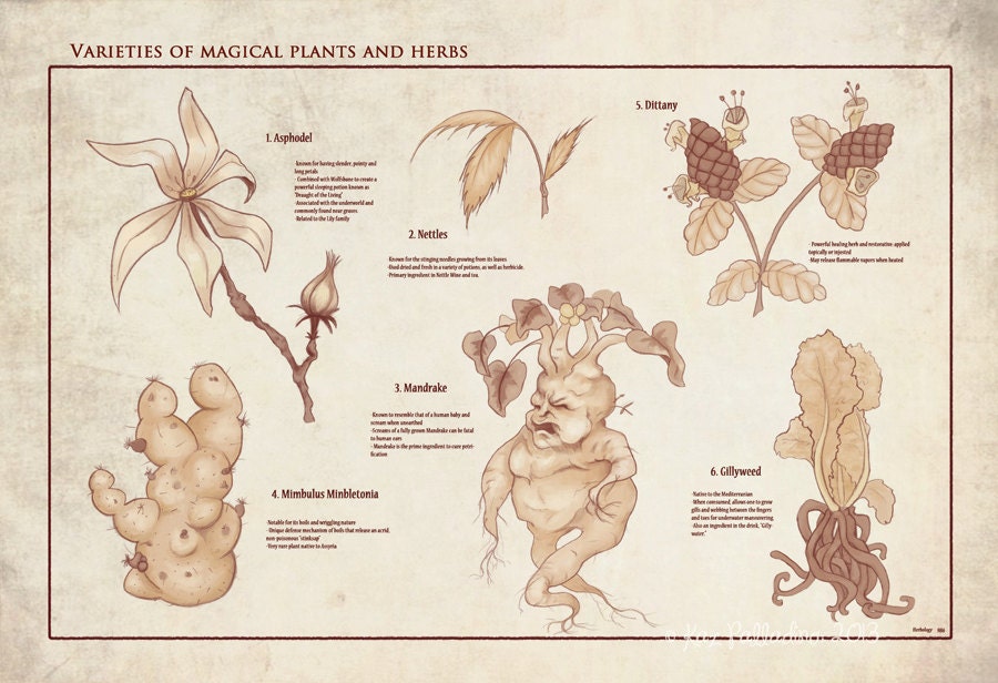 Herbology Reference Chart- 13x19in Hogwarts Magical Plants Poster- Giclee