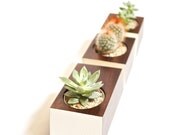 Boxcar Succulent Planters - Poplar with Bone White
