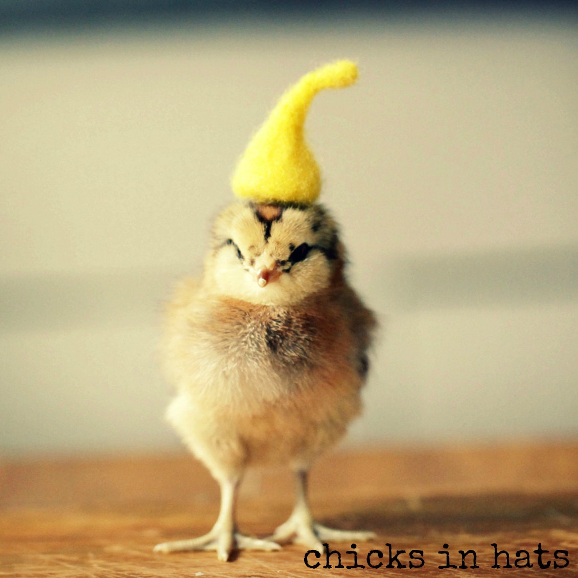 Note Card Chick in Yellow Pointy Hat Folded Photo Card With Envelope (1)