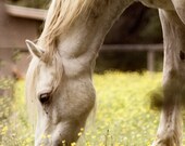 Horse Art,  Dreamy Pony Photograph, Animal Photography Print, Grey Horse, Yellow Field