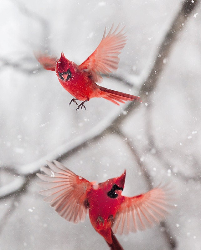 Northern Cardinal: The Art of Staying Aloft No.32  (Cardinalis cardinalis)