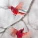 Northern Cardinal: The Art of Staying Aloft No.32  (Cardinalis cardinalis)