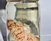 Gothic 1/2 Ovis Aries Domestic Sheep Brain Macabre Anatomy Specimen Jar ODDITIES .no label)