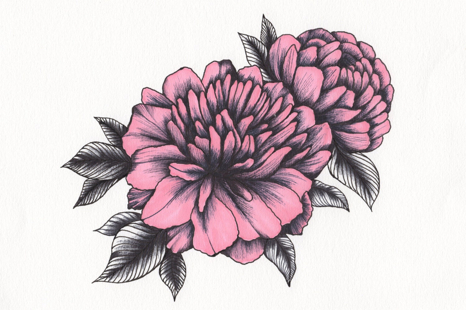 Pink Peony Art Drawing 8x10" Print Unframed