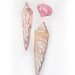 Watercolor painting of seashells. Art original. Ocean, sea in art.Wall art.pastel, beige, natural painting.