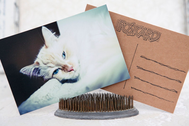 Flame Point Ragdoll White Kitty Kitten Blue Eyes Pet Birthday Love Family Friends Handcrafted Photo Art Photography Postcard Post Card
