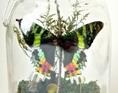 Butterfly Terrarium Kit, Glass Display with Real Butterfly, Home Decor, Specimen Collection