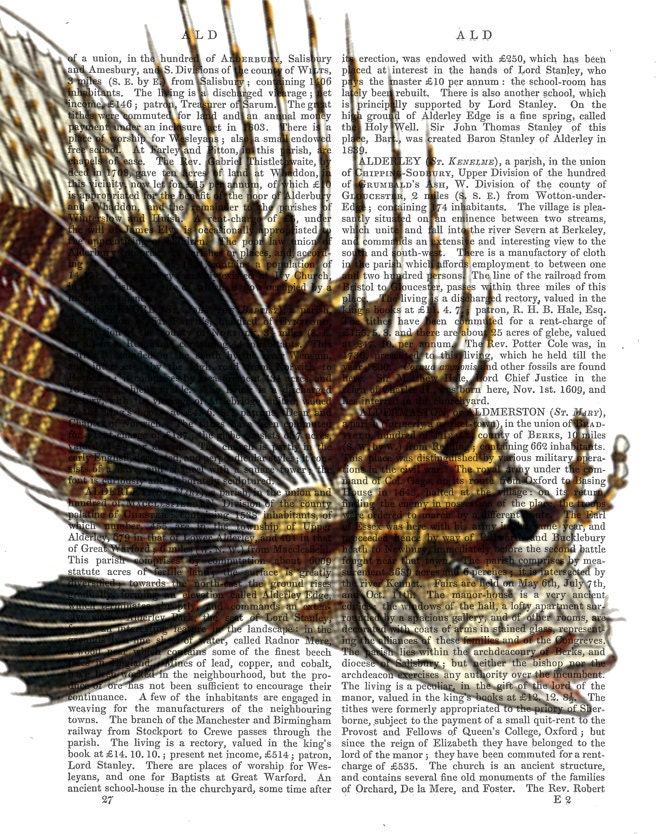 Vintage Spike Fish Print: Digital Illustration Giclee Art Print Mixed Media Fishing Fisherman Gift Vintage wall art wall decor Wall Hanging