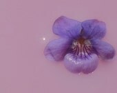 Nature Photography Print Fine Art Giclee - 9x6 inch - Simple Whispers Number 2 - Violet - Light Optimistic Pink Purple Home Decor