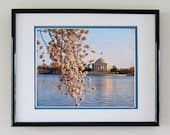 Print Photograph Washington DC Cherry Blossoms 8 x 10 Art Print - Tidal Basin Artwork Tree & Memorial Wall Hanging Home Decor